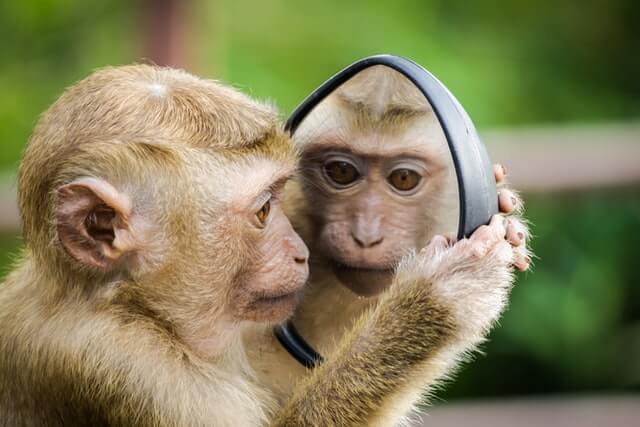 A monkey holding a small mirror