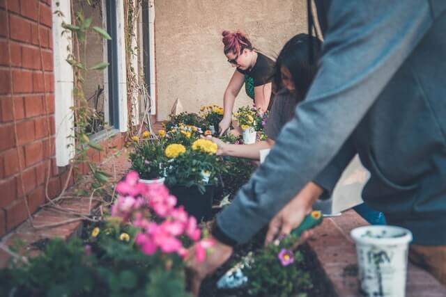 Three people dig in the dirt while planting flowers.