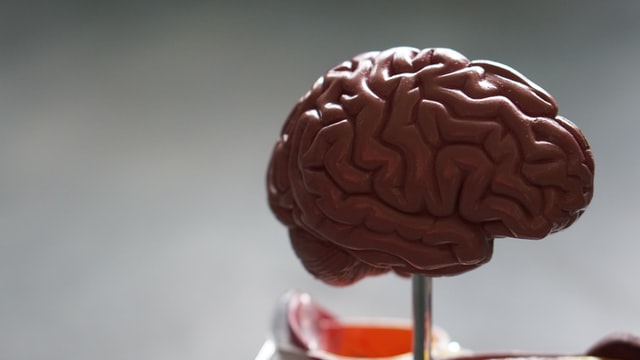 A plastic brain replica on a small stand.