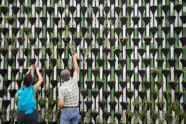 Two people arrange pots on a green plant wall.