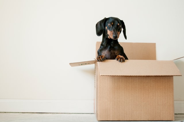 A black and brown dachshund stands up in a cardboard box.